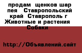 продам  щенков шар-пея - Ставропольский край, Ставрополь г. Животные и растения » Собаки   